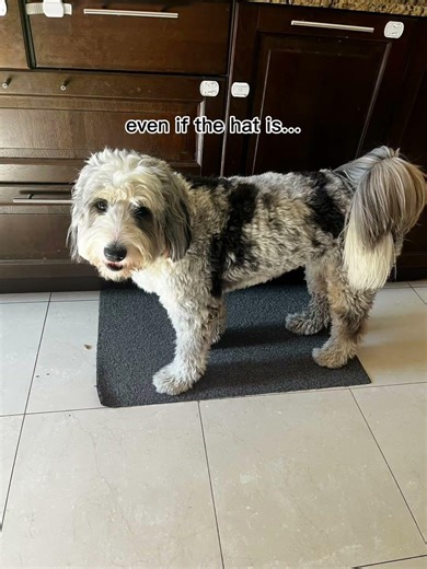 Lol #Teddy #bernedoodle