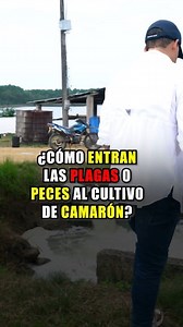 236K views · 3.2K reactions | ¿Cómo entran las plagas o peces al cultivo de camarón?戀 #camarones #inversion #ecuador #camaron #manabi | Galo Muñoz | Facebook