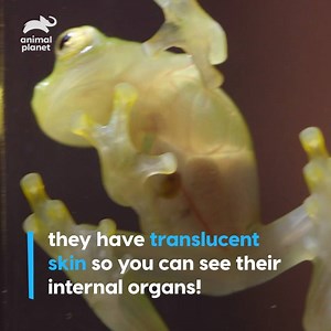 1.3M views · 1.5K reactions | Happy World Frog Day! Glass frogs truly are remarkable! #InsideTheZoo | Animal Planet | Facebook