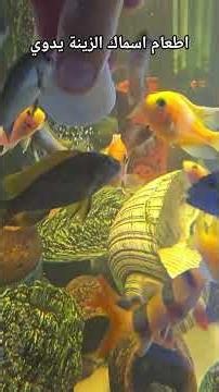 Hand-feeding the fish 🐟