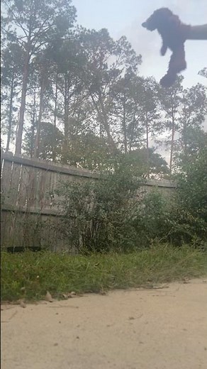 elmo world foots home video