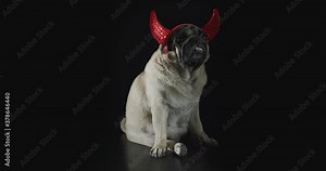 Devil dog. Cute pug dog with devil hat. Wearing devil horns. Carnival evil costume, halloween suit. Black background. Funny halloween concept