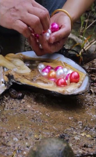 The real process of collecting pearls from clams