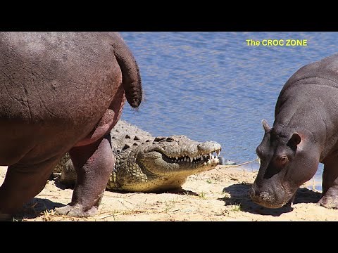 Nile Crocodile VS Hippo | Is The Crocodile Afraid? A Full Documentary