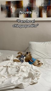 448K views · 10K reactions | #perritos #dog #doglove #cachorros #rescateanimal | Huellitas | Facebook