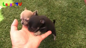 33K views · 1.9K reactions | Watch this video to know why Chihuahua is the cutest dog breed in the world 殺 | Proud Chihuahua MOM | Facebook