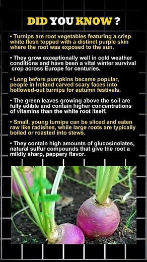 Surprising Turnip Facts (From Jack-O'-Lanterns to Ancient Feasts) 🥔😲 | Root Vegetable Secrets