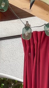 💜HUMMINGBIRD VIDEO of the DAY!🩷 By Charmaine Rosa Southern CA She’s done a wonderful job making her nest! This is the active second hummingbird nest we have in our outdoor living space. Truly blessed. April 30, 2025 | Hummingbird-News