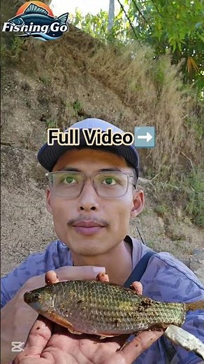 Different Barbus Species💥