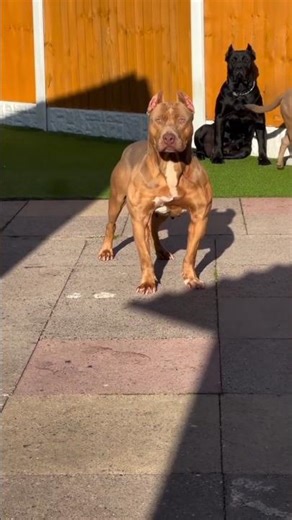 Before Vs After Animals Growing Up / Animals Transformation #pitbull #animals