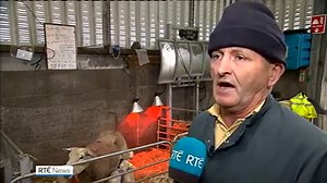 169K views · 2.6K reactions | A ewe has given birth to six lambs for the second time in a little over a year at the Teagasc farmyard in Athenry, Galway. The second set of sextuplets - three males and three females - was born on Sunday. | https://bit.ly/2TMwLWb | RTÉ News | Facebook