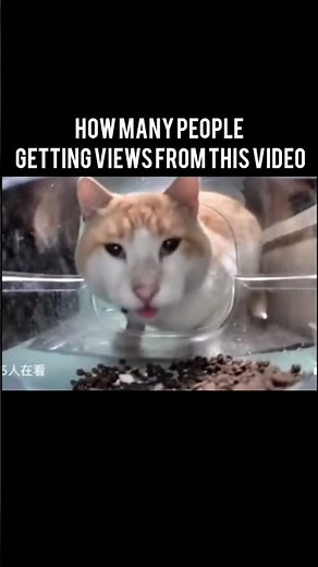 wait a minute cat meme #cat #cute#shorts #trending #viral #viralvideo#newmemes#aww #funny#memecore