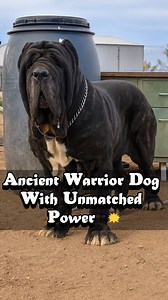 212K views · 8.6K reactions | Meet the Ancient Guardian of Italy⚔️ . . . . . . #neapolitanmastiff #WarDogs #Mastiff #PowerfulDogs #GiantDogs #DogHistory #GuardianDogs #BigDogBreed #DogLovers #fblifestyle | Doggy Discovery | Facebook