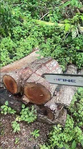 How to Use a Chainsaw to Cut Logs – DIY Tutorial!