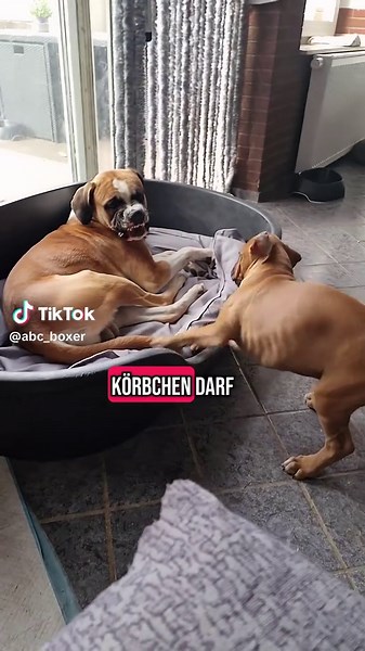 Papa hilft mit bei der Erziehung der Welpen. Ein Hundekörbchen wird noch lange nicht geteilt 🤣 Aber die kleinen kennen ja mittlerweile Grenzen und Regeln #dogsoftiktok #welpenerziehung #puppylove #abcboxer #boxerdog #hundekörbchen #dogtraining