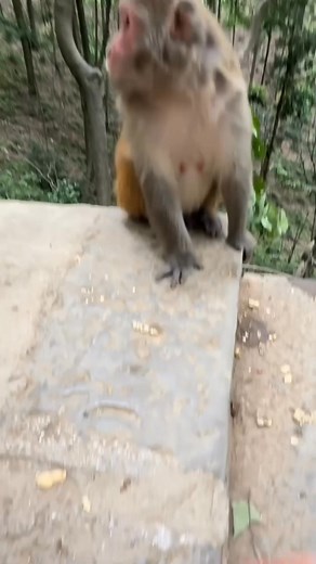 Black 🥚🥚🍳😂🐒 #monkeyseemonkeydo #monkey #MonkeyLife | Funny Voice Over
