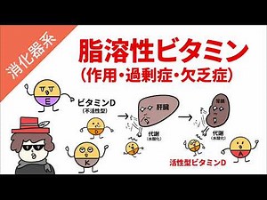 脂溶性ビタミン（作用・過剰症・欠乏症）