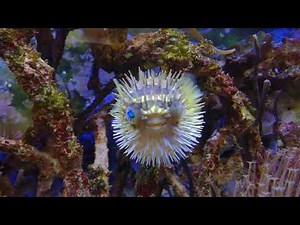 Diodon holocanthus puffed up