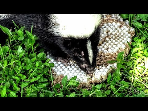 SKUNK vs HORNETS nest Yellow Jackets Wasps Nest Destroyed