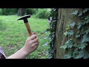 ArborSonic 3D - 003 Measuring another layer and removal