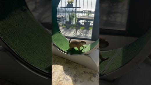 Prairie dog uses her treadmill in an unusual way to reach a snack
