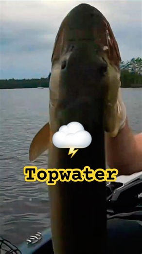 Big TOPWATER Musky Before a THUNDERSTORM!🌩️😬😱#fishing #muskyfishing #muskie #musky #thunderstorm