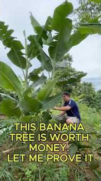 How Banana Trees Can Make You Rich part 1