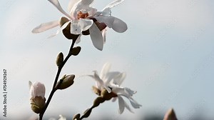 Beautiful white flowering magnolia - flowering tree. Magnolia stellata. Star shape white flowers of magnolia. Spring season, sweet fragrance. Royal star magnolia