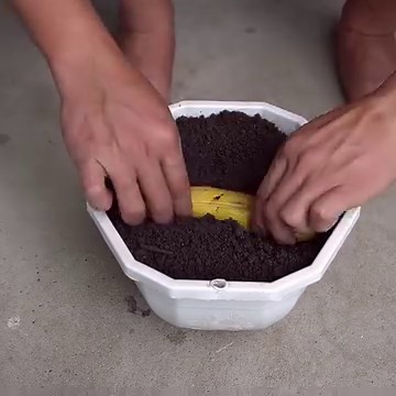 230K views · 6.6K reactions | Bananas for Roses The Ultimate Care and Growth Secret | Balcony & Garden | Facebook