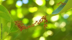 Ant action standing.Ant bridge unity team,Concept team work together