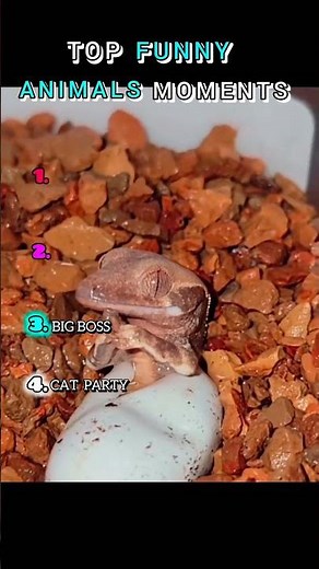 😂 Funniest Cat Moments Ever! You WILL Laugh Non-Stop 😹🐱💥 #cat #catmemes #funny #memes #catfails