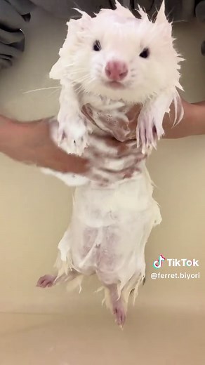 フェレットの魅力とケア方法