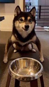 When Your Dog Acts Weird 😂