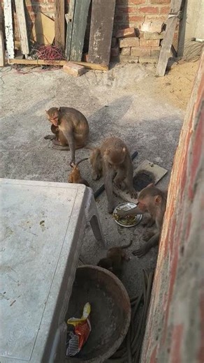 savji bhi kha rhe pyare bander log #cutemonkey #monkey #animalfeeding