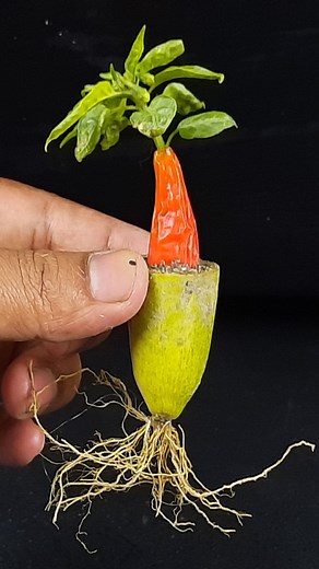 43K views · 354 reactions | Simple Method Propagate chili tree with Pointed Gourd#garden #gardener #gardening #gardenlife #gardenlove #gardendesign #gardeninspiration | Rana Craft | Facebook