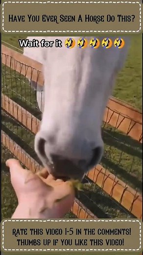 Laughing out Loud: Hilarious Horse Farting Video! Watch and LOL!