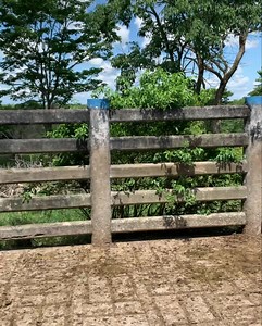 2.1K views · 80 reactions | Disponibles para la venta. 20 novillas de vientre. Aptas para reproducción. Promedio aproximado 345 kilos. Ubicadas en Puerto Boyacá. Información WhatsApp. wa.me/573208487321 | Rehagronegocios Agromarketing | Facebook