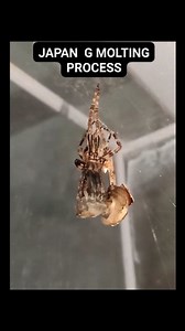 2.1M views · 33K reactions | ARANEUS VEMTRICOSUS AKA JAPAN SPIDER MOLTING PROCESS ENJOY WATCHING Everyone KOREAnang HILAS John Kelvin Ladanga Valdemoro JKS WEB 2.0 #spoodph #tatakjkswebcollections #jksphotoshots #StarsEverywherethankyou #koreananghilas #fyp #TeamSolid #spider #followers #highlights | Jks Web | Facebook