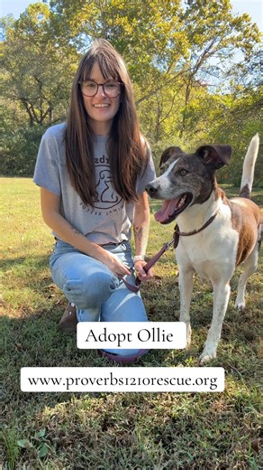 Ollie is a fun-loving, well-mannered pup who’s always ready to brighten your day. He walks beautifully on leash, knows his basic commands, and greets everyone he meets with a happy, wagging tail. Ollie gets along great with other dogs and has a gentle, joyful nature — he even smiles! This sweet boy would make a wonderful family dog and the perfect companion for anyone looking for a loyal, happy friend to share life’s adventures with. | Proverbs 12:10 Animal Rescue