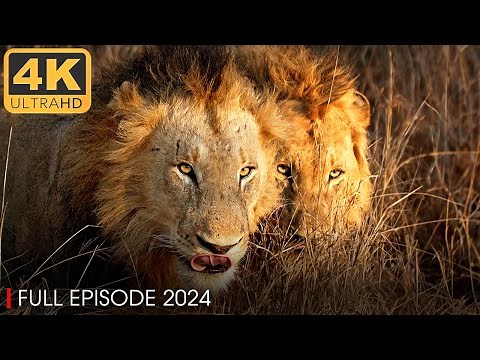 WILD SERENGETI 4K | Battle for Survival in Lions Territory | Nature Animal Documentary