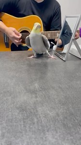 12K views · 403 reactions | This bird really knows how to pose at the right time列藍 Tag someone who you think is a better dancer and singer! Or take @fuuuchann0516 if you think he’s the best 藍 -  Credit: @fuuuchann0516  Make sure to hit that FOLLOW button @tweety.and.friends  - #tweety #tweetyandfriends #tweeticus #tweetythelovebird #birds #pets #cute #funny #animallovers #photooftheday | Tweety and Friends | Facebook