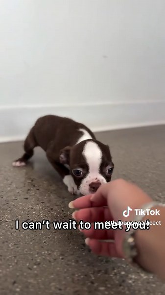 The Puppy Palace CT (@thepuppypalacect)’s videos with original sound - The Puppy Palace CT