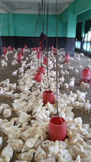 1M views · 10K reactions | The chickens are turning back to eat | Farming Life 2 | Facebook