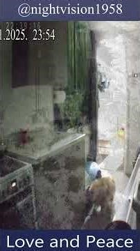 On NVC tonight. a restless dog, a sleepless night, and morning darkness.