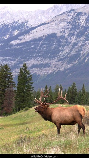 Biggest Elk Bull's Last Bugles and Rut - The Sheriff | Wildlife On Video