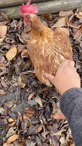 Chicken squatting! When chickens start laying eggs they do squats. As you walk by your hen or reach out a hand to pet her, she may stop, squat, and put her wings out slightly to her sides. #animallover #backyardchicken #chickens #funny #adorable #chickenlover | My lovely Animals