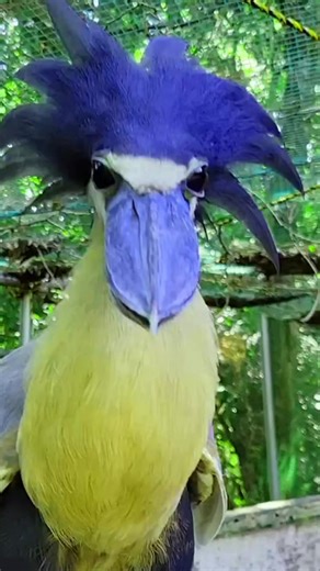 197K views · 4.5K reactions | The Boat-billed Heronis a unique and nocturnal heron species found in mangroves, swamps, and freshwater wetlands of Central and South America. It is distinguished by its large, broad, and scoop-shaped bill, which gives it its name. #botbilledheron #boatbilled #heronbird #birds #birdsfacts #viralpage #hindifacts #wildlife #viralreels #wildlifeplanet #facts #trendingreels #naturelovers #knowanytime | Know Anytime | Facebook