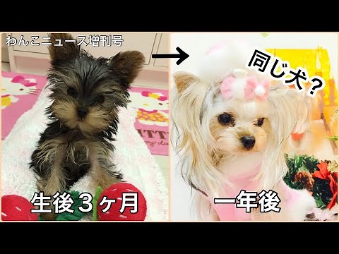 【ヨークシャーテリアが子犬から成犬になるまで一気に見せます♪】日々変わるコートの色。マズルまわりで印象が変わる。一年後は別犬に。