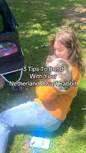 3.3K views · 31 reactions | You all keep asking how to get your Netherland dwarf to love you — truth is it just takes time!! They are highly territorial, LOVE having their own space, and tolerate us humans in small doses  but the dedication pays off I promise you! #netherlanddwarfrabbits #netherlanddwarfbunny #funnybunny #cutebunny #rabbitcaretips #rabbitsofinstagram | Nomadic Rabbit | Facebook
