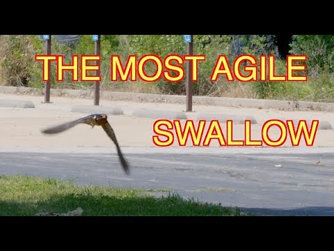 Barn Swallows in Flight [NARRATED]